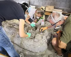 SATURDAY 20 AND SUNDAY 21 OCTOBER "CANTIERE APERTO" AT CASTELLO BANFI  AT THE ARCHAEOLOGICAL AND RESTORATION LABORATORY OF BRUNELLA, THE FOSSIL WHALE FOUND IN 2007