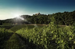 AGREEMENT BETWEEN FEM AND BANFI, A SUSTAINABLE EXPERIMENTAL VINEYARD IN TUSCANY