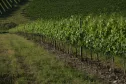 Top Vineyards of Montalcino: Castello Banfi's Poggio All'Oro - by Jamessuckling.com - JGA